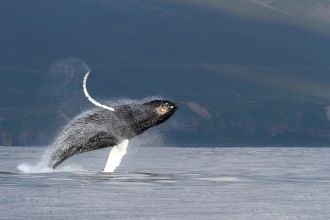 Humpback whale breaching near Bering Island, Kamchatka