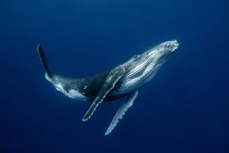 A humpback whale calf 
