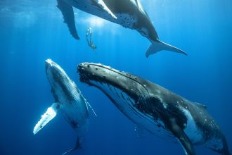 Freediver descends between 3 juvenile humpbacks
