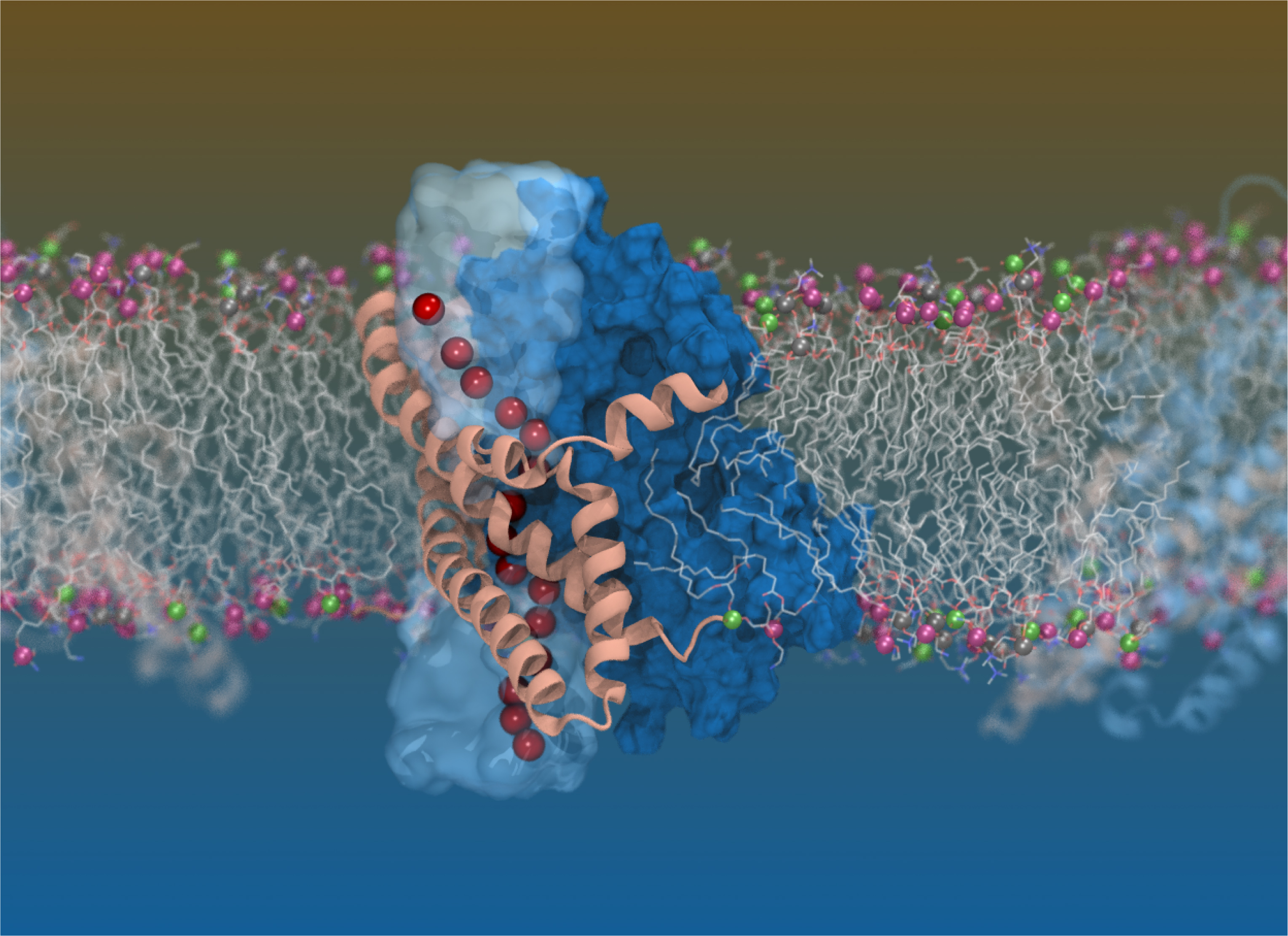 Computer simulation image of the glutamate transporter in our cells, created using images from cryogenic electron microscopy. Image credit: Shashank Pant, University of Illinois at Urbana-Champaign