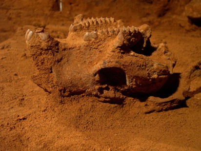 The jaw and teeth of a short-faced kangaroo skull fossil. Photo Gavin Prideaux (Flinders University) 