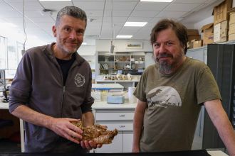 extinct kangaroo skulls