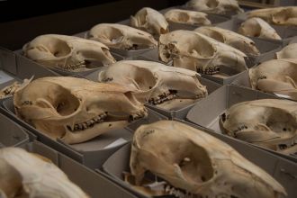 Modern kangaroo skulls 