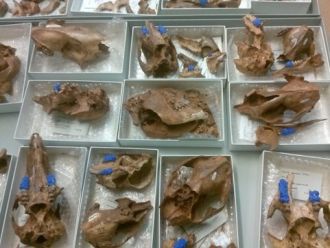 moulds 