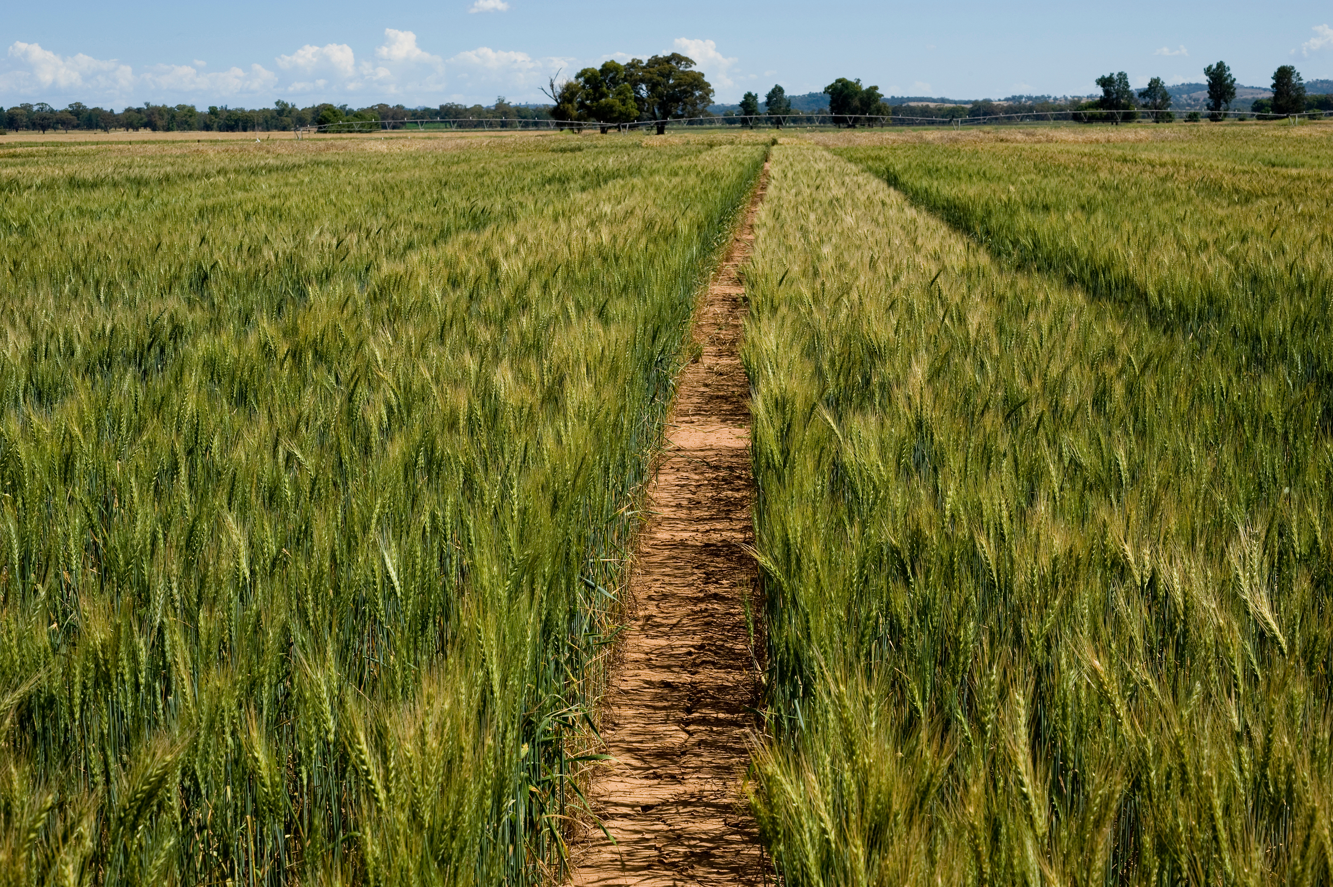 Associate Professor Karine Chenu