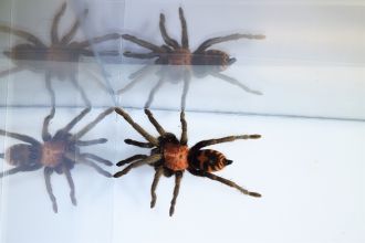 A Guatemalan tiger rump tarantula (Davus pentaloris)