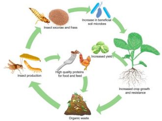 Circular Food System