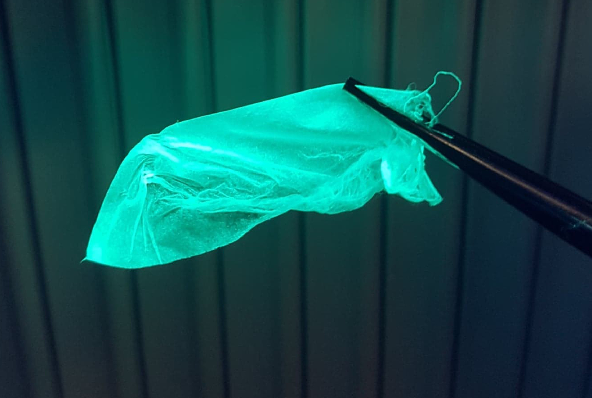 The fluorescent nanosensors respond to changes in pH, making them ideal for use as sensors to track healing. Image: RMIT University 