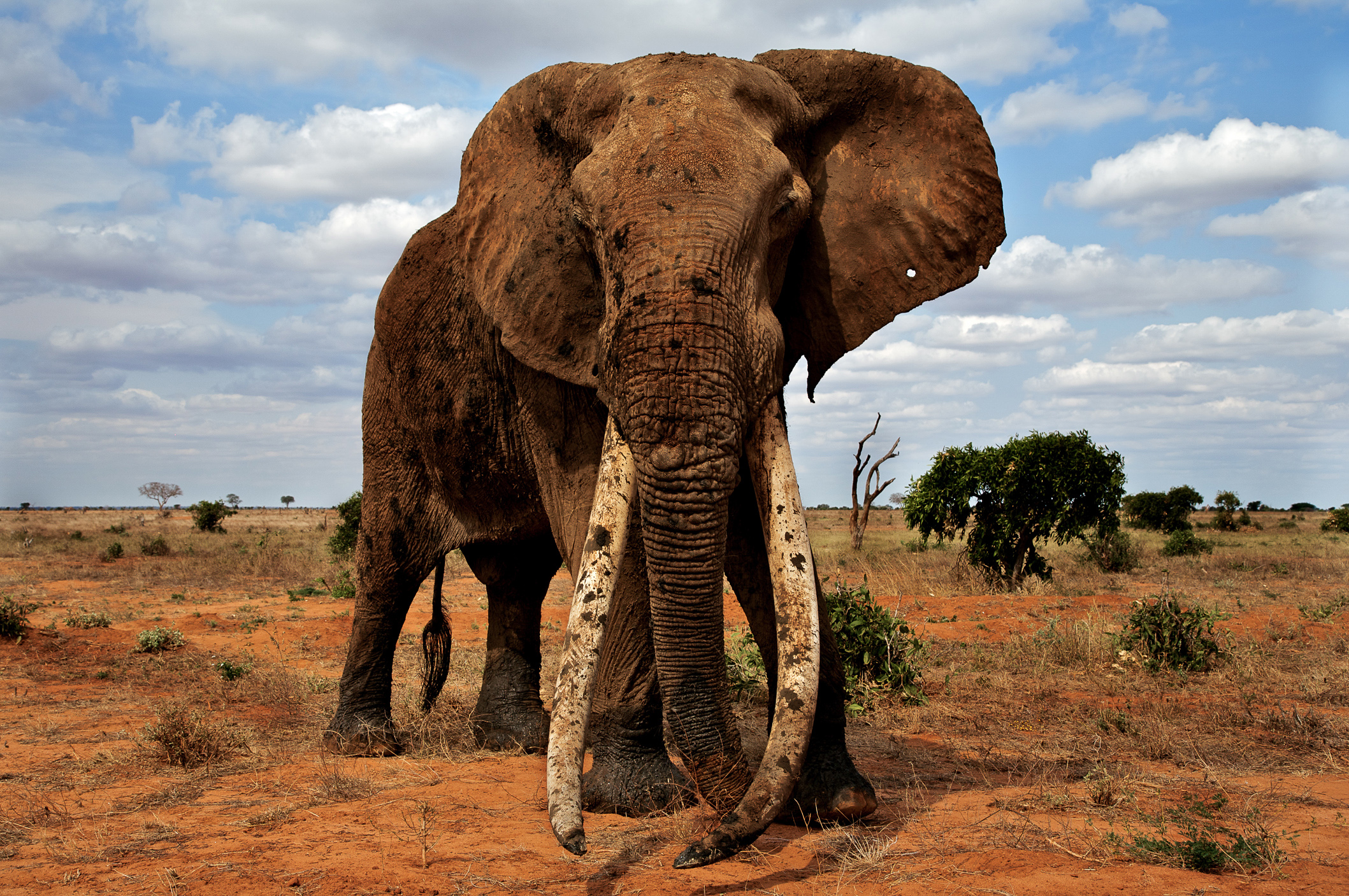 Murembo, a Great Tusker from Tsavo, Kenya’s largest protected area CREDIT John Marais