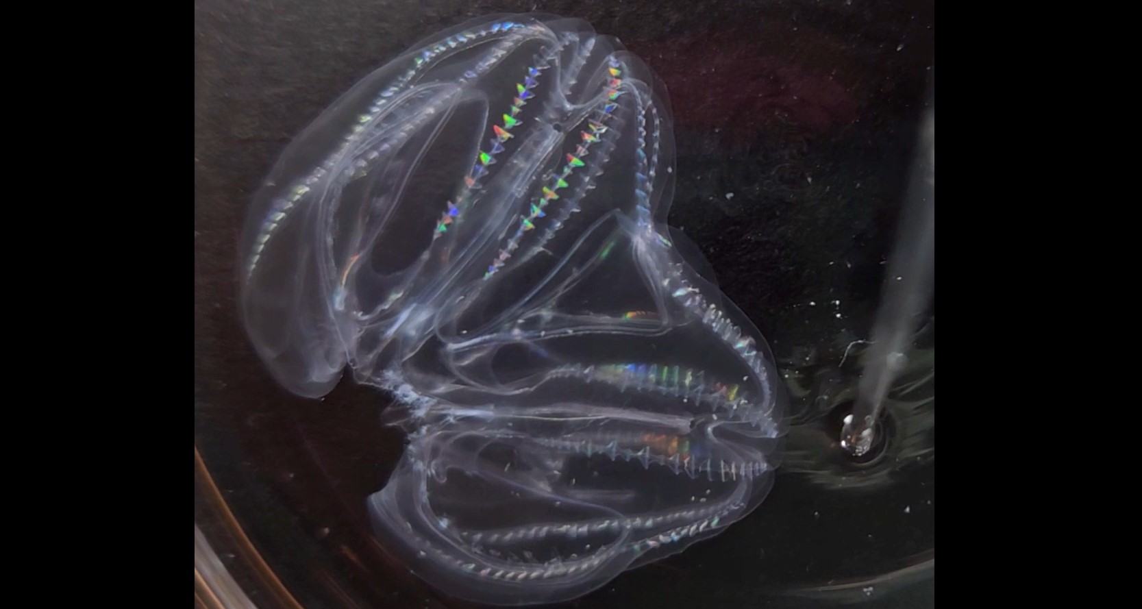 Comb jellies fusing: Synchronization of muscle contraction (still from video). CREDIT Mariana Rodriguez-Santiago