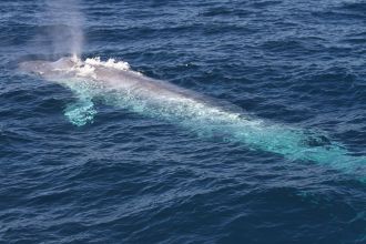 pygmy blue whale 