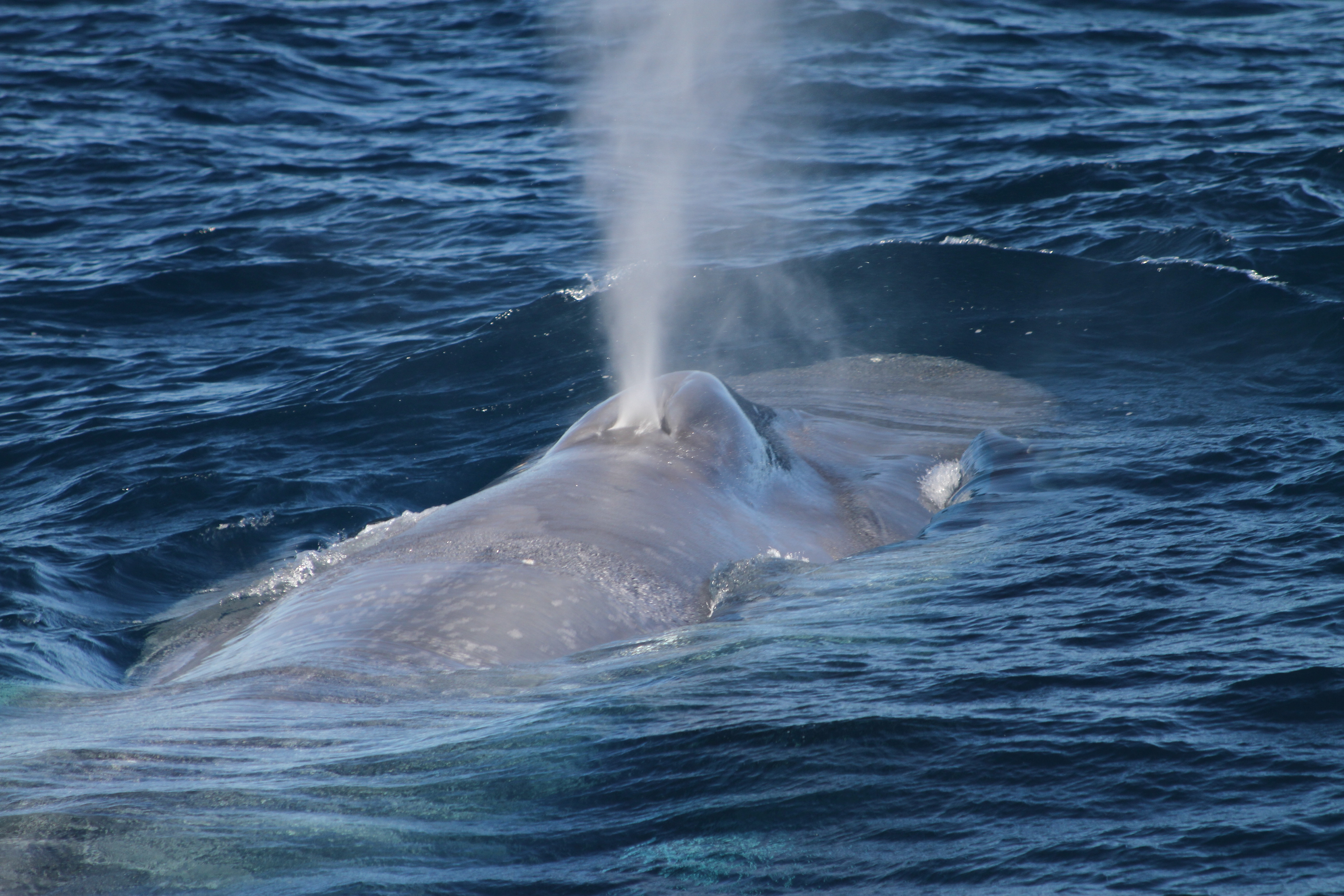 Pygmy blue whale 