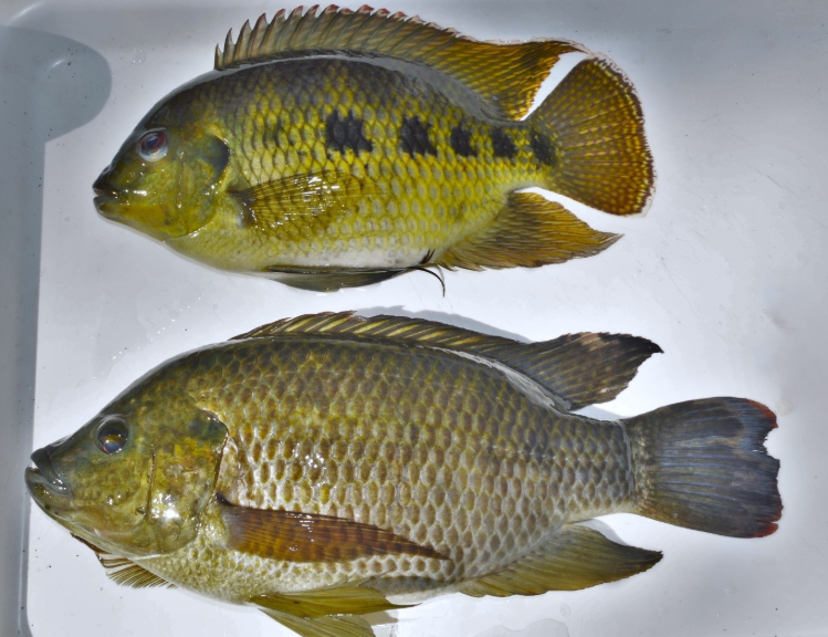 Adult spotted (top) and Mozambique (bottom) tilapia caught in the Walsh River (credit Kaitlyn O'Mara)