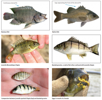 Tilapia fact sheet