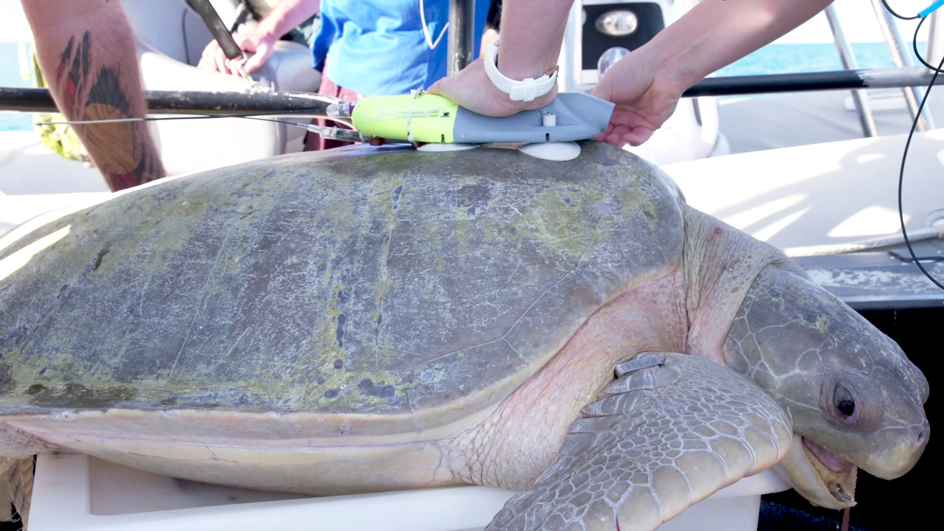 Nyamba Buru  Yawuru, DBCA 