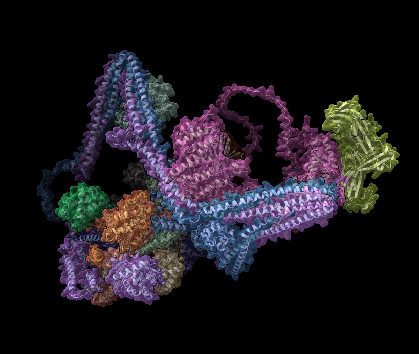 Institute for Molecular Bioscience, University of Queensland
