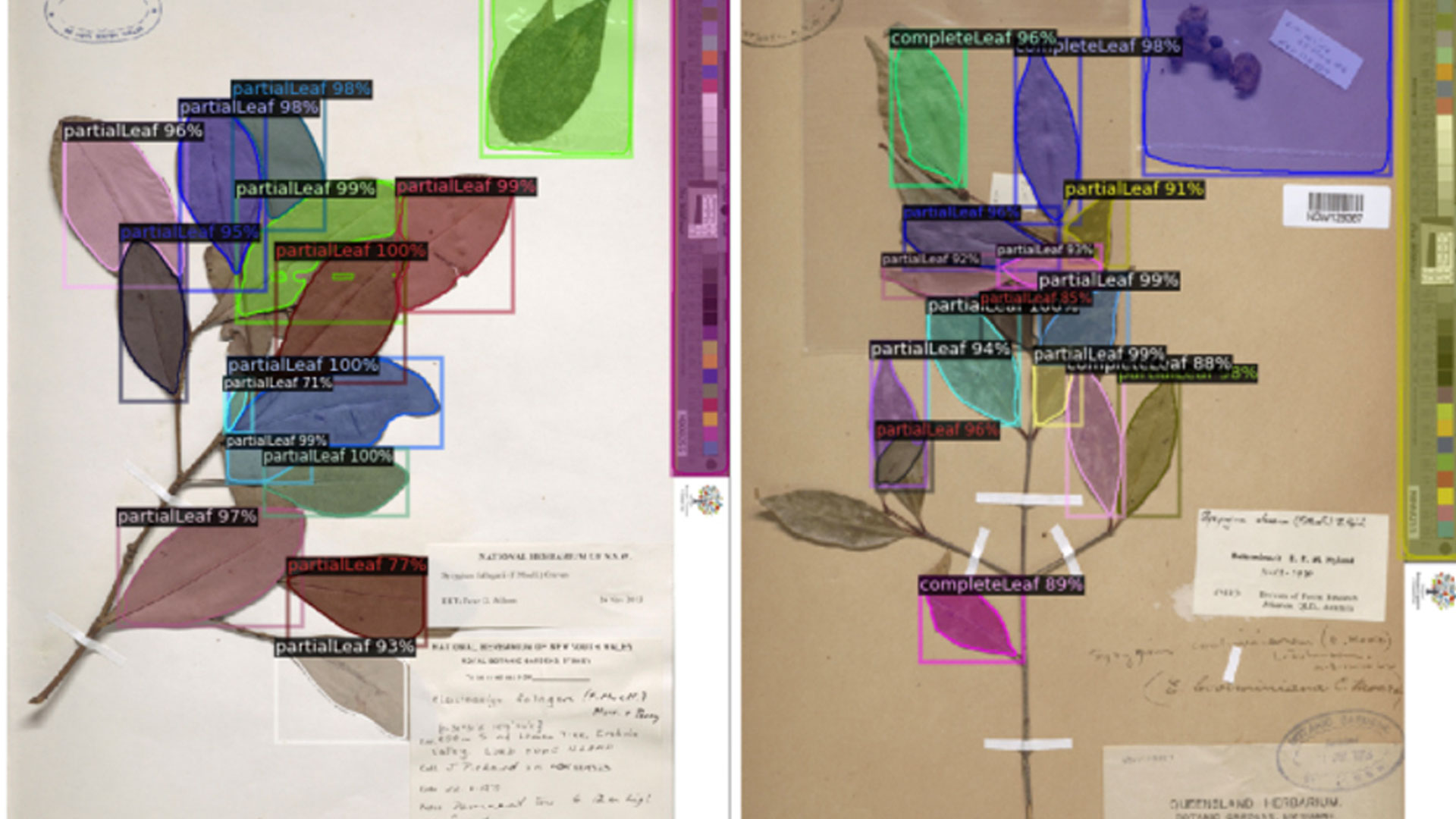 The machine learning algorithm developed by the research team measures and identifies plant specimens. Photo: Will Cornwell/supplied.