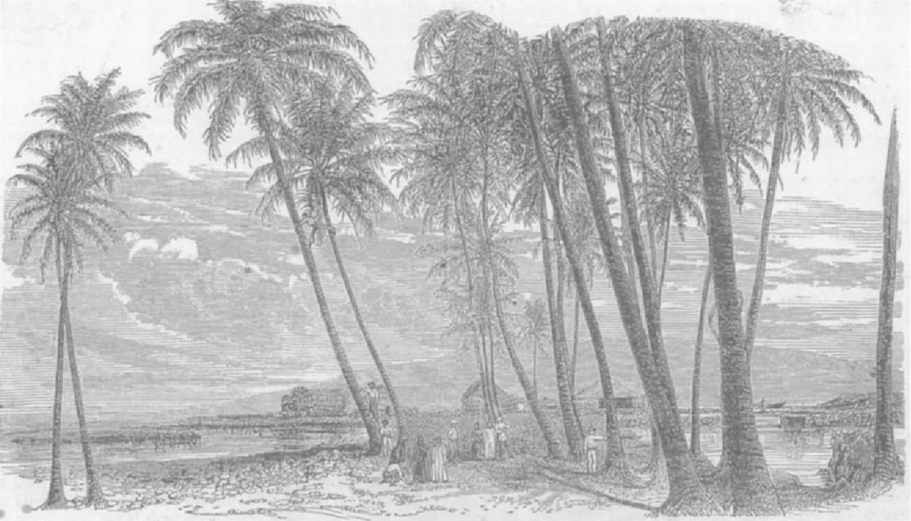  Cocoanut Grove in Lahaina, wood engraving from a daguerreotype by Benajah Jay Antrim, 1856, Public domain, via Wikimedia Commons