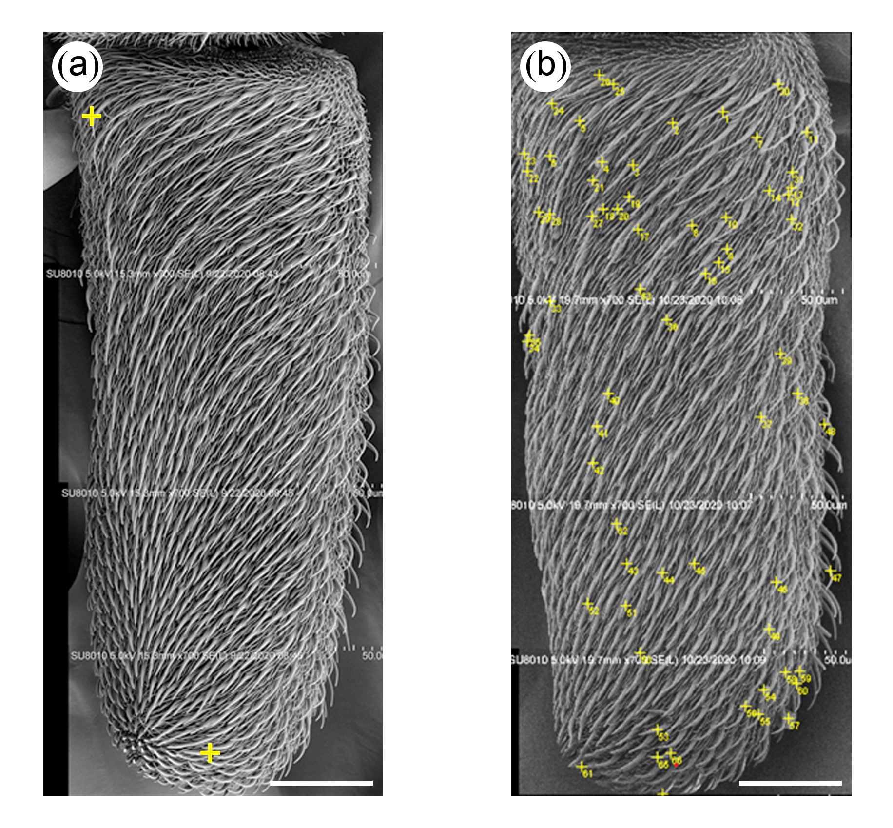 Scanning electro microscopy images of (a) clean and (b) contaminated  antennae of houseflies.