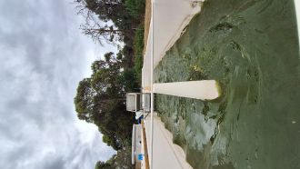 Algae in wastewater