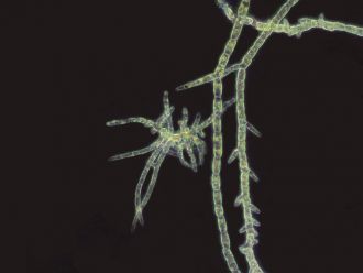 Filamentous algae 