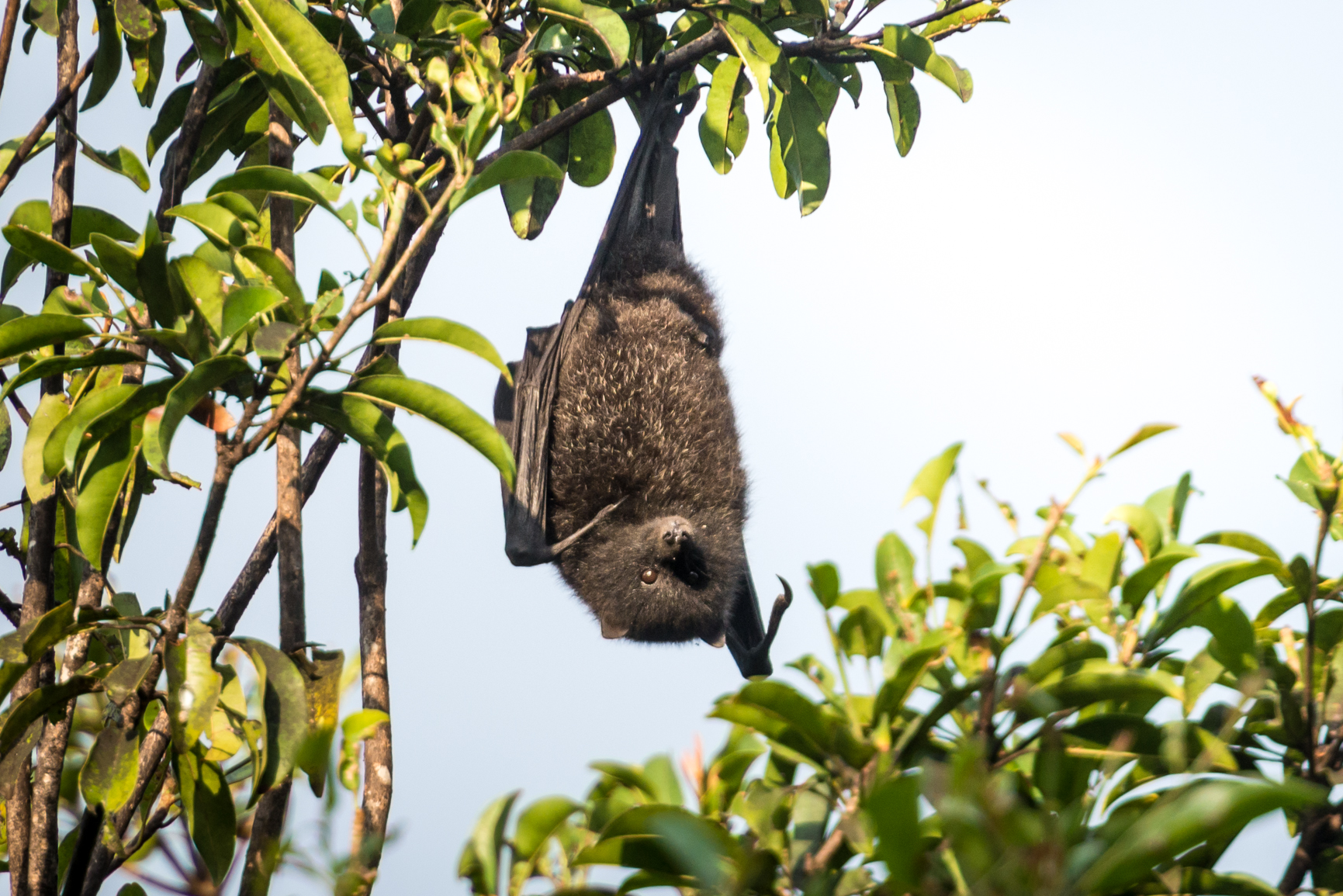 A Christmas Island flying fox. Credit: Justin Welbergen, Western Sydney University