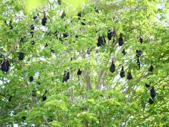 Christmas Island flying foxes roosting