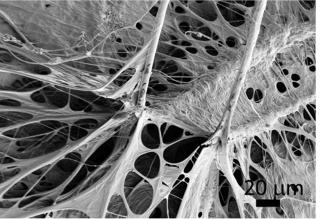 Microscope Spider Silk 2