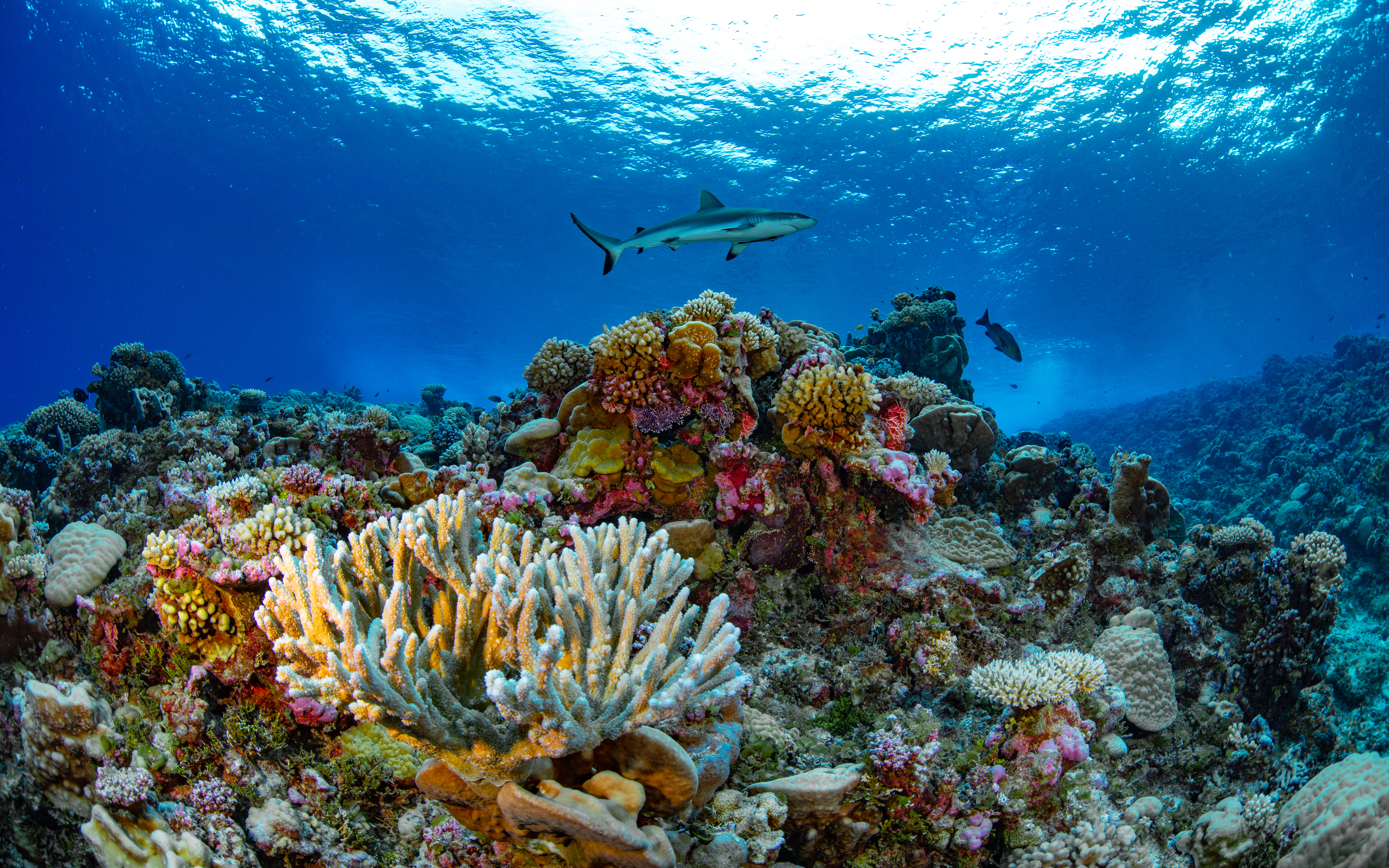 Ailinginae Atoll in the Marshall Islands. Photo credit: Greg Asner