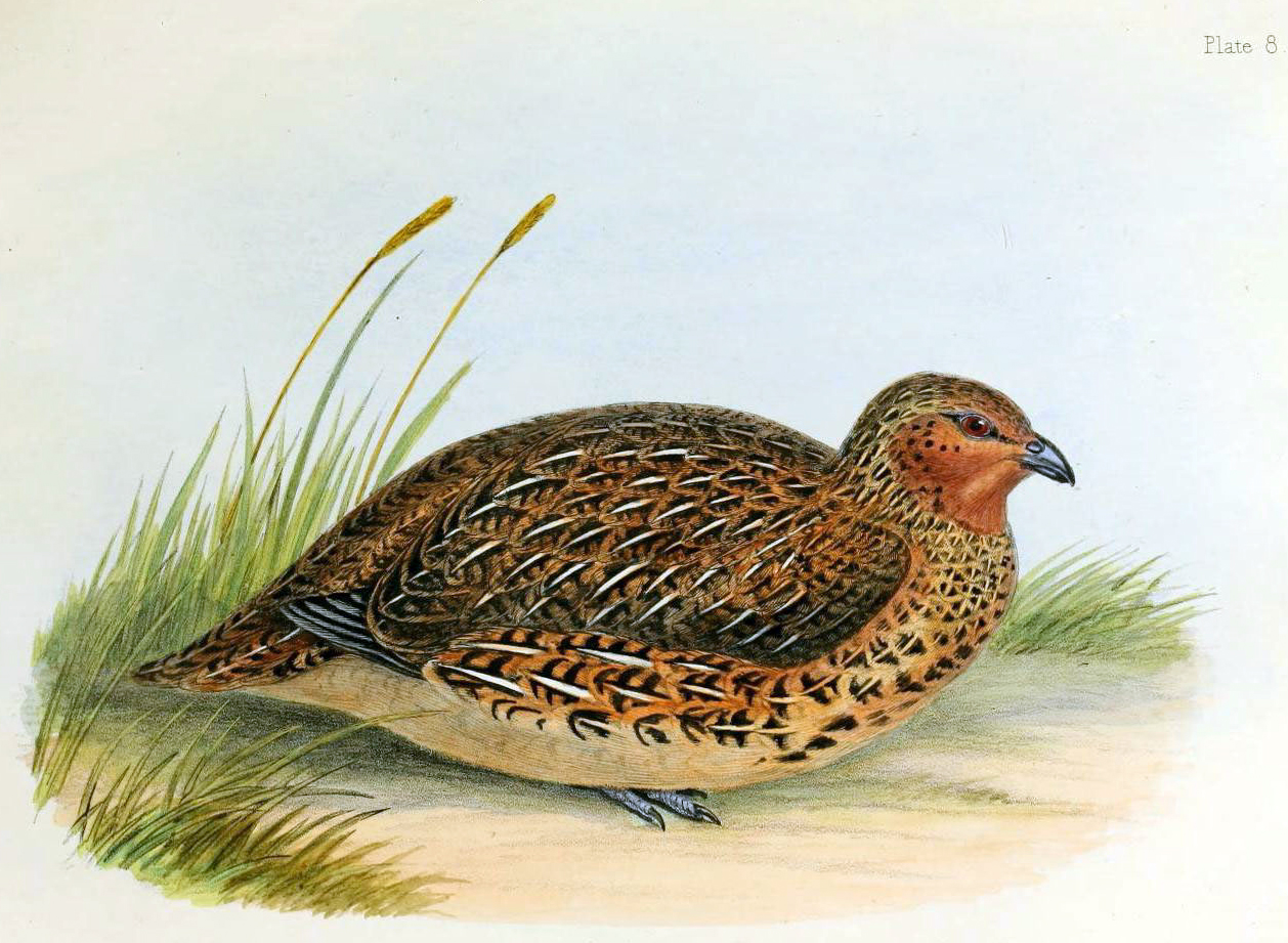 IMAGE: New Zealand Quail. By Charles Joseph Hullmandel - The zoology of the voyage of the H.M.S. Erebus & Terror, Public Domain, 