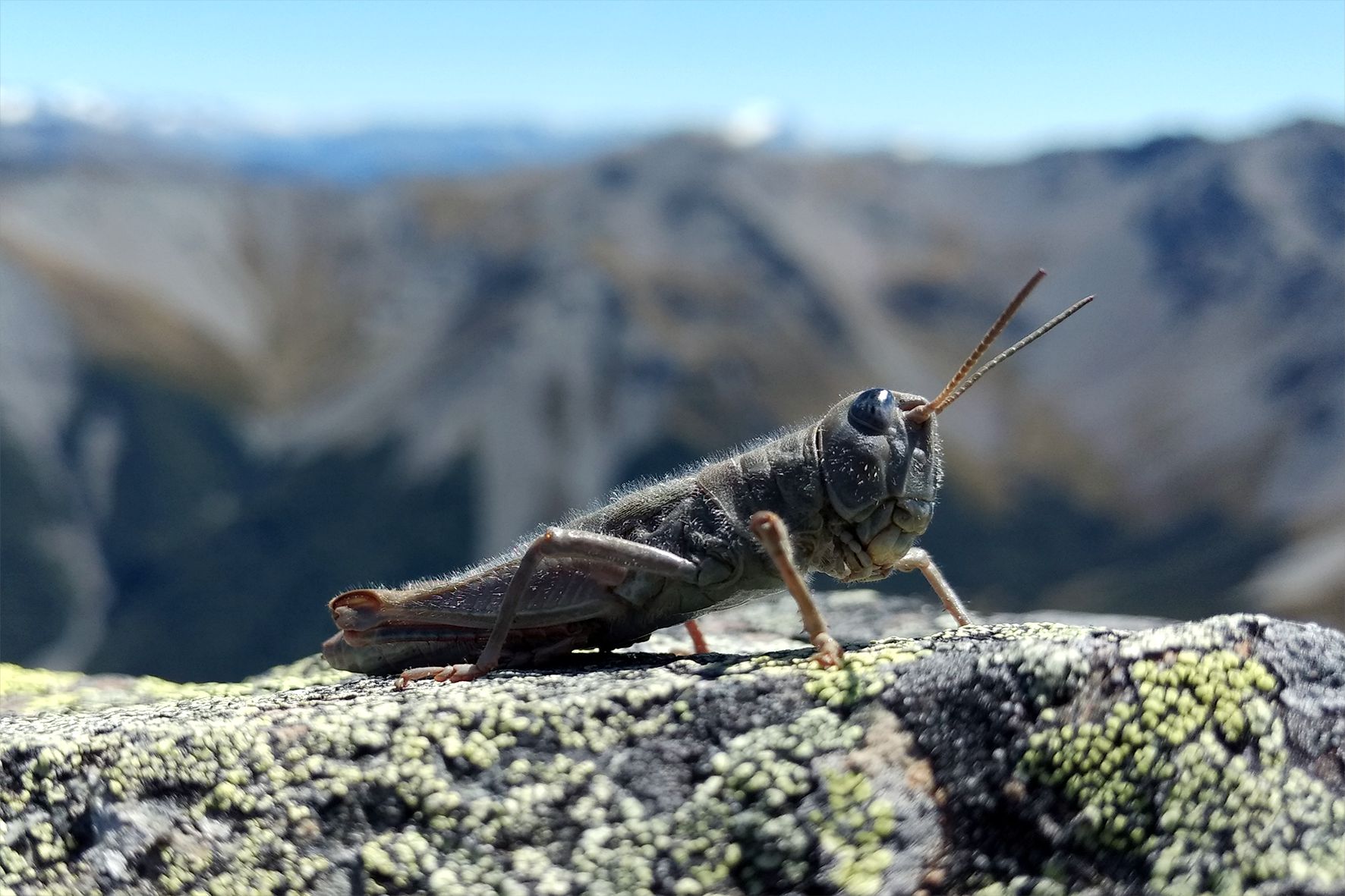 Black eye grasshopper, Sigaus villosus. Credit: Leo Meza-Joya