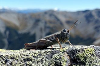Black eye grasshopper, Sigaus villosus.