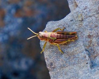 Sigaus collinus (red form)
