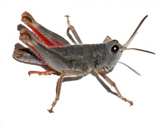Black eye grasshopper (male), Sigaus villosus.