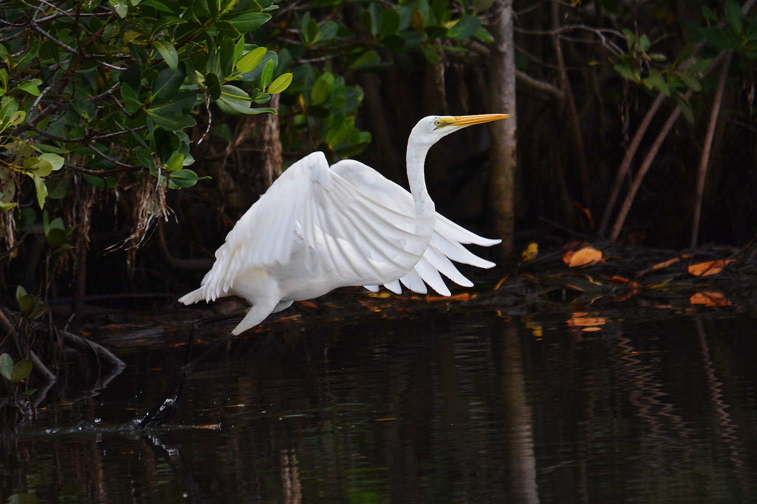 Credit: Michael J. Brown