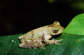 Litoria daraiensis