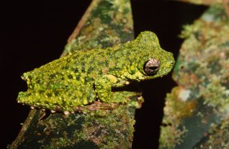 Litoria haematogaster