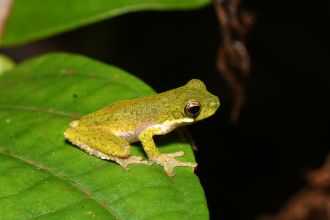 Litoria lisae