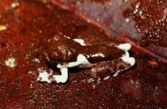 Litoria naispela - Juvenile 