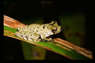 Litoria naispela