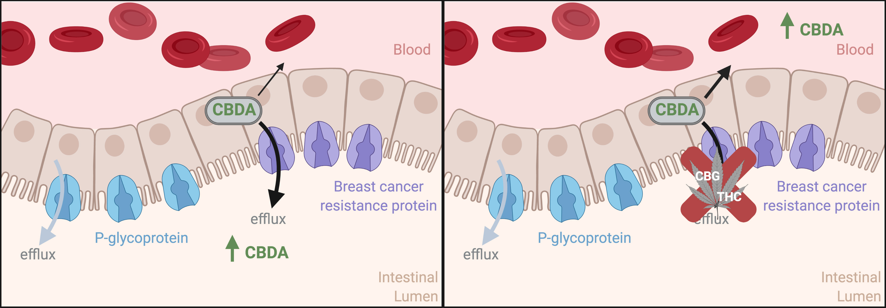 Cannabis constituents interact at transport proteins in the gut to increase the absorption and blood levels of cannabidolic acid (CBDA). Source: Lambert Initiative for Cannabinoid Therapeutics