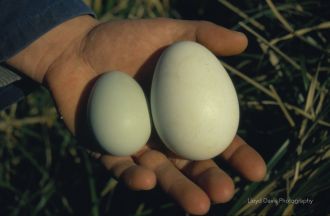 ECP-eggs.jpg