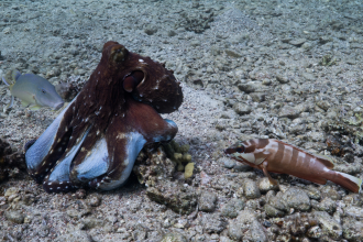 An octopus cyanea performing a web-over