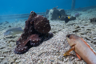 An octopus cyanea hunting with a blacktip grouper and a gold-saddle goatfish