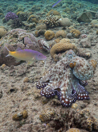 An octopus cyanea hunting with a blue goatfish, while a blacktip grouper waits