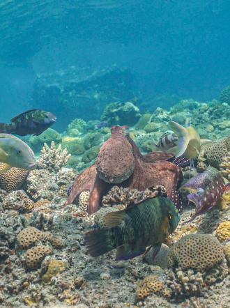 An octopus cyanea hunting with a blue goatfish, while a blacktip grouper waits