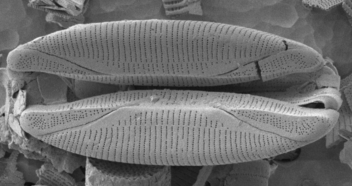 Diatom image from the study