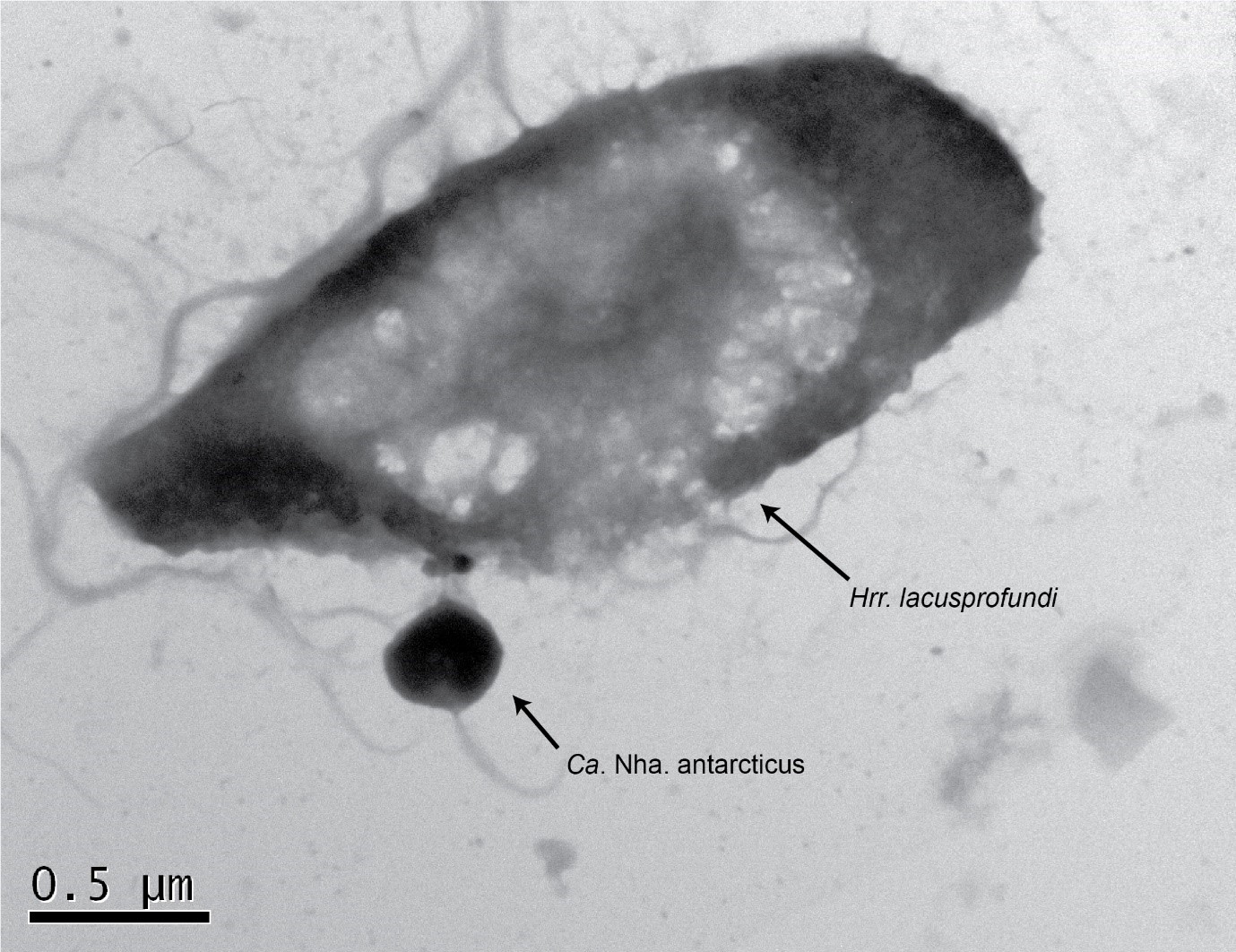 Electron microscopy showing the parasitic Ca. Nha. antarcticus attached to its host, Hrr. lacusprofundi. Image: Joshua N Hamm