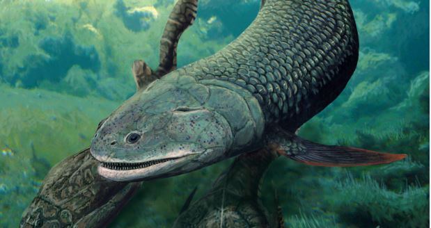 Life reconstruction of Harajicadectes zhumini, a 40 cm long lobe-finned fish that is not too distantly related to the fishes that gave rise to the earliest limbed tetrapods. (Illustration by Brian Choo, Flinders University)