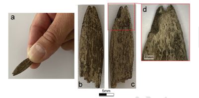 Figure 9. (a) The Murrawong bone point; (b) superior view; (c) inferior view; and (d) distal edge featuring use related damage.